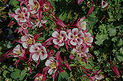 Origami Rose and White Columbine (Aquilegia 'Origami Rose and White') at Lakeshore Garden Centres