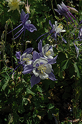 Songbird Blue and White Columbine (Aquilegia 'Songbird Blue and White') at Lakeshore Garden Centres