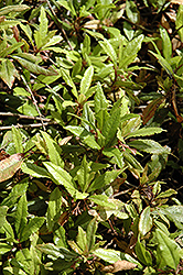 Chirimen Japanese Ardisia (Ardisia japonica 'Chirimen') at Lakeshore Garden Centres