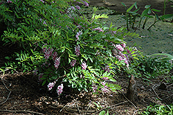 Chinese Indigo (Indigofera decora) at Lakeshore Garden Centres