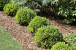 Renaissance Boxwood (Buxus 'HER2009B01') at Lakeshore Garden Centres