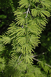 Golden Larch (Pseudolarix amabilis) at Lakeshore Garden Centres
