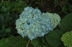 Mini Penny Hydrangea (Hydrangea macrophylla 'Mini Penny') at Lakeshore Garden Centres