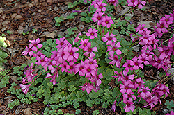 Wood Sorrel (Oxalis crassipes) at Lakeshore Garden Centres