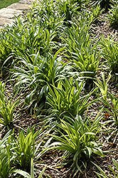 John Burch Lily Turf (Liriope muscari 'John Burch') at Lakeshore Garden Centres