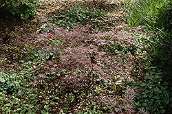 Sherwood Elfin Japanese Maple (Acer palmatum 'Sherwood Elfin') at Lakeshore Garden Centres
