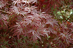 Aratama Japanese Maple (Acer palmatum 'Aratama') at Lakeshore Garden Centres