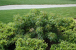 Mino Yatsubusa Trident Maple (Acer buergerianum 'Mino Yatsubusa') at Lakeshore Garden Centres