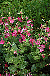 Perfume Bright Rose Flowering Tobacco (Nicotiana 'Perfume Bright Rose') at Lakeshore Garden Centres