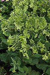 Perfume Lime Flowering Tobacco (Nicotiana 'Perfume Lime') at Lakeshore Garden Centres