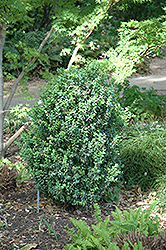 Julia Jane Boxwood (Buxus microphylla 'Julia Jane') at Lakeshore Garden Centres