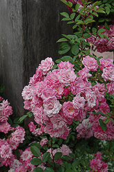 Peggy Martin Rose (Rosa 'Peggy Martin') at Lakeshore Garden Centres