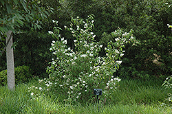 Spring Sensation Deutzia (Deutzia 'Kolmaspri') at Lakeshore Garden Centres