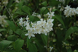 Spring Sensation Deutzia (Deutzia 'Kolmaspri') at Lakeshore Garden Centres