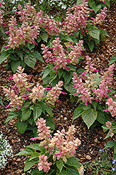 Sizzler Burgundy Halo Sage (Salvia splendens 'Sizzler Burgundy Halo') at Lakeshore Garden Centres