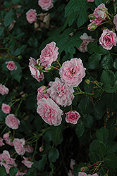 Jean Mermoz Rose (Rosa 'Jean Mermoz') at Lakeshore Garden Centres