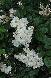 Katharina Ziemet Rose (Rosa 'Katharina Zeimet') at Lakeshore Garden Centres