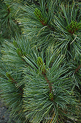 Algonquin Pillar Swiss Stone Pine (Pinus cembra 'Algonquin Pillar') at A Very Successful Garden Center