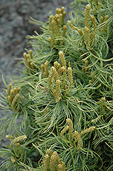 Mini Twists White Pine (Pinus strobus 'Mini Twists') at Lakeshore Garden Centres