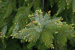 Gotelli Weeping Serbian Spruce (Picea omorika 'Gotelli Weeping') at The Mustard Seed