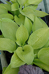 Golden Prayers Hosta (Hosta 'Golden Prayers') at Lakeshore Garden Centres