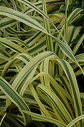 Golden Zebra Daylily (Hemerocallis 'Golden Zebra') at Lakeshore Garden Centres