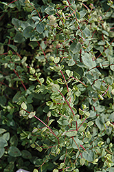 Lebanese Oregano (Origanum libanoticum) at Lakeshore Garden Centres
