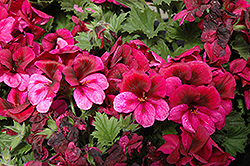 Aristo Purple Geranium (Pelargonium 'Aristo Purple') at Lakeshore Garden Centres