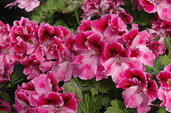 Aristo Clarina Geranium (Pelargonium 'Aristo Clarina') at Lakeshore Garden Centres