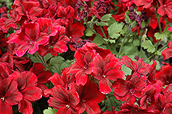 Aristo Velvet Red Geranium (Pelargonium 'Aristo Velvet Red') at Lakeshore Garden Centres