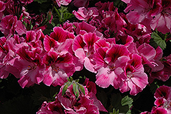 Aristo Candy Geranium (Pelargonium 'Aristo Candy') at Lakeshore Garden Centres