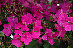 Classic Lavender Geranium (Pelargonium 'Classic Lavender') at Lakeshore Garden Centres