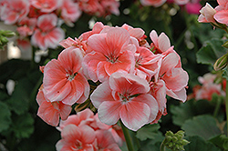 Classic Salmon Geranium (Pelargonium 'Classic Salmon') at Lakeshore Garden Centres