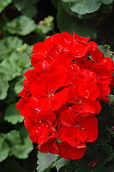 Rocky Mountain Dark Red Geranium (Pelargonium 'Rocky Mountain Dark Red') at Lakeshore Garden Centres