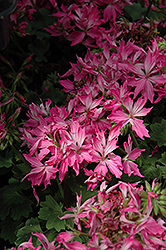 Fireworks Pink Geranium (Pelargonium 'Fireworks Pink') at Lakeshore Garden Centres
