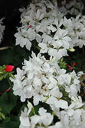 Fireworks White Geranium (Pelargonium 'Fireworks White') at Lakeshore Garden Centres