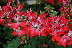 Fireworks Red White Geranium (Pelargonium 'Fireworks Red White') at Lakeshore Garden Centres