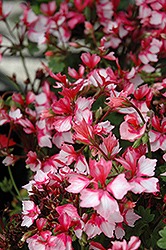 Fireworks Bicolor Geranium (Pelargonium 'Fireworks Bicolor') at Lakeshore Garden Centres