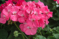 Rocky Mountain Pink Geranium (Pelargonium 'Rocky Mountain Pink') at Lakeshore Garden Centres