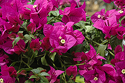 Elizabeth Angus Bougainvillea (Bougainvillea 'Elizabeth Angus') at Lakeshore Garden Centres