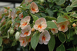 Fusion Peach Frost Impatiens (Impatiens 'Fusion Peach Frost') at Lakeshore Garden Centres