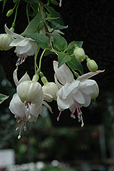 DebRon's White Linen Fuchsia (Fuchsia 'DebRon's White Linen') at A Very Successful Garden Center