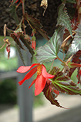 Million Kisses Amour Begonia (Begonia 'Yamour') at Lakeshore Garden Centres