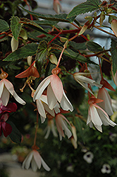 Million Kisses Elegance Begonia (Begonia 'Yagance') at Lakeshore Garden Centres