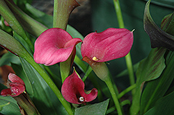 Neon Amour Calla Lily (Zantedeschia 'Neon Amour') at Lakeshore Garden Centres