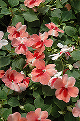 Patchwork Peach Prism Impatiens (Impatiens 'Balpapesmi') at Lakeshore Garden Centres
