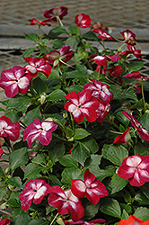 Patchwork Cosmic Burgundy Impatiens (Impatiens 'Balpacurn') at Lakeshore Garden Centres
