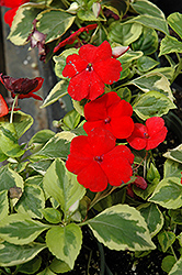 Center Stage Impatiens (Impatiens 'Center Stage') at Lakeshore Garden Centres