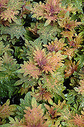 Limon Blush Coleus (Solenostemon scutellarioides 'Limon Blush') at Lakeshore Garden Centres