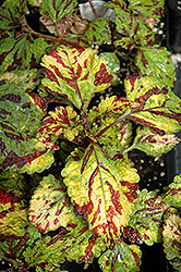 Stained Glassworks Eruption Coleus (Solenostemon scutellarioides 'Eruption') at Lakeshore Garden Centres